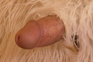 Ass fuck gif Porn